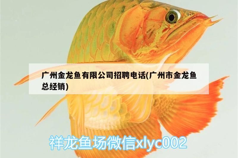 廣州金龍魚有限公司招聘電話(廣州市金龍魚總經銷)