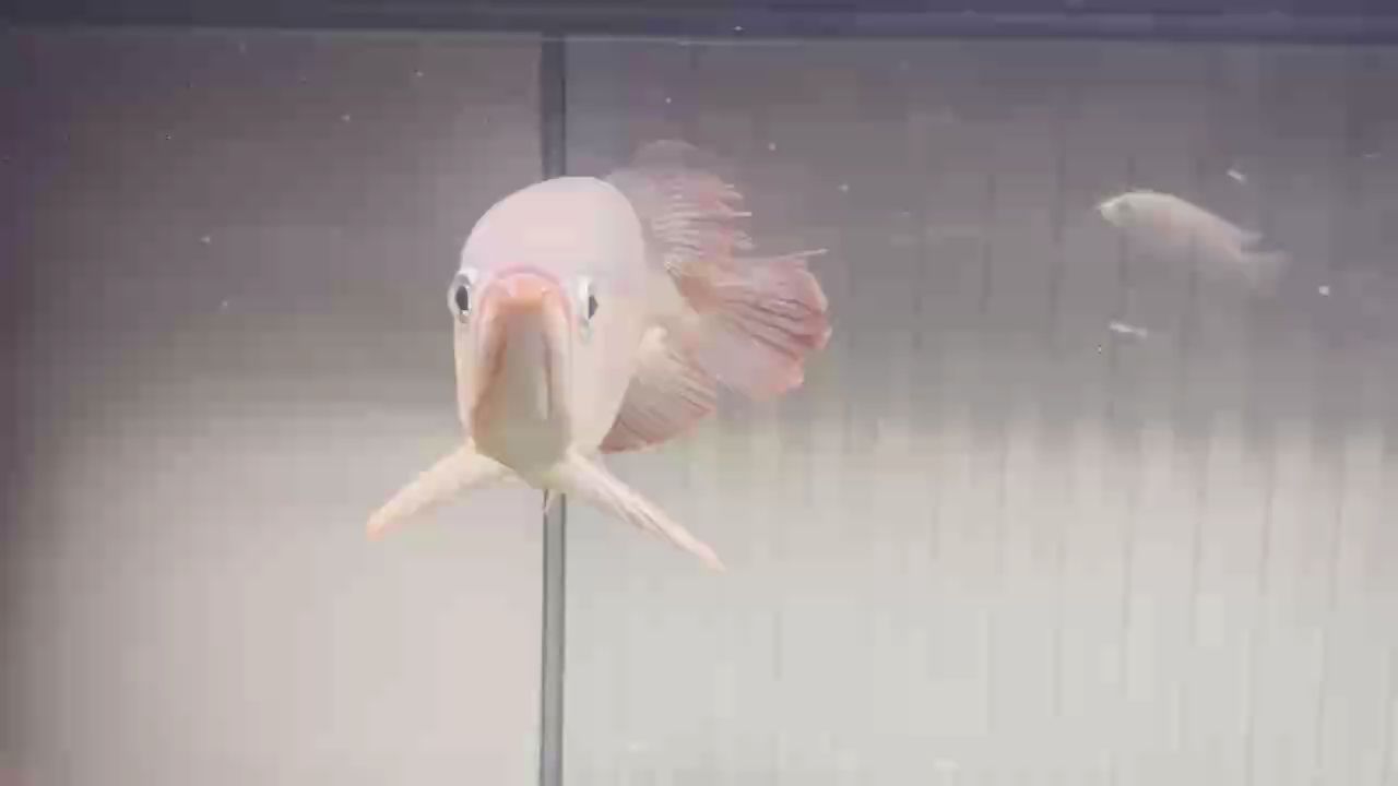 磷框發(fā)色一大半了