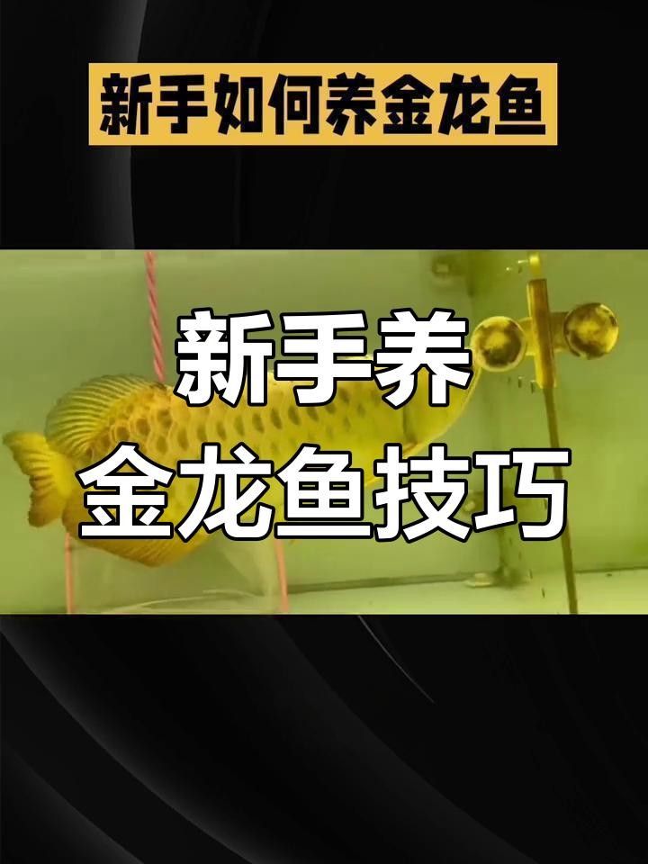 崇左金龍魚最忌三種東西 崇左金龍魚最忌三種東西 觀賞魚百科 第3張
