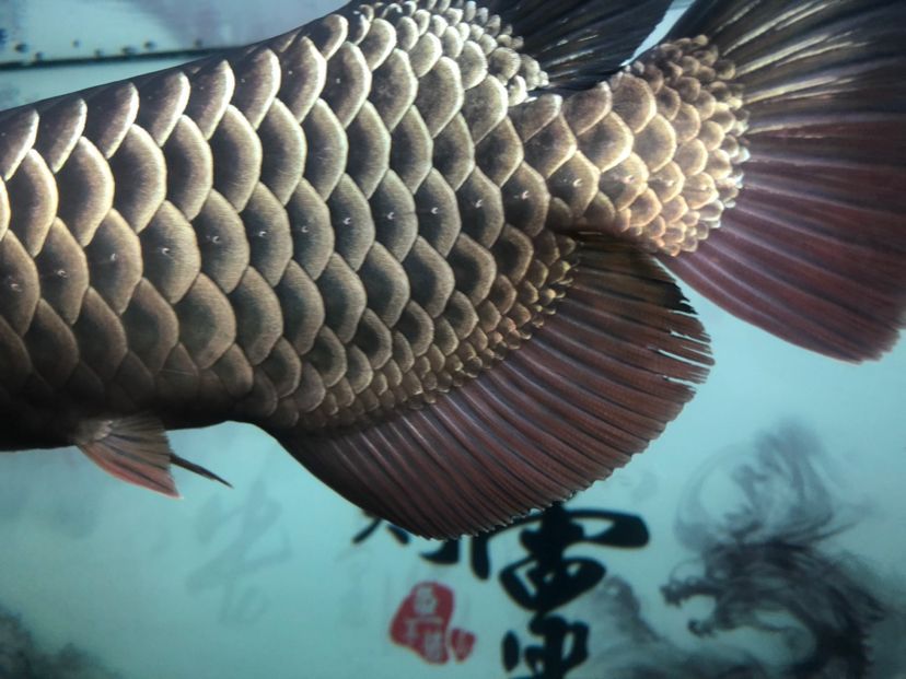 求救，昨天換水之后魚(yú)鰭開(kāi)了