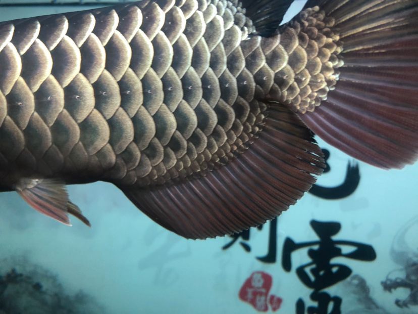 求救，昨天換水之后魚鰭開了 求救，昨天換水之后魚鰭開了 觀賞魚百科 第2張