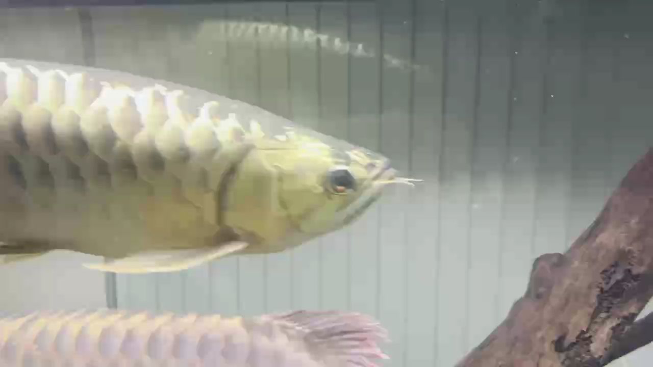 如何判斷金頭過背金龍魚的性別，金頭過背金龍魚的價格是多少