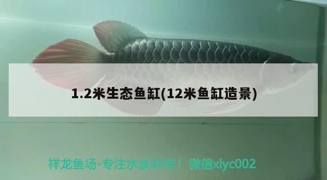1.2米生態魚缸(12米魚缸造景)