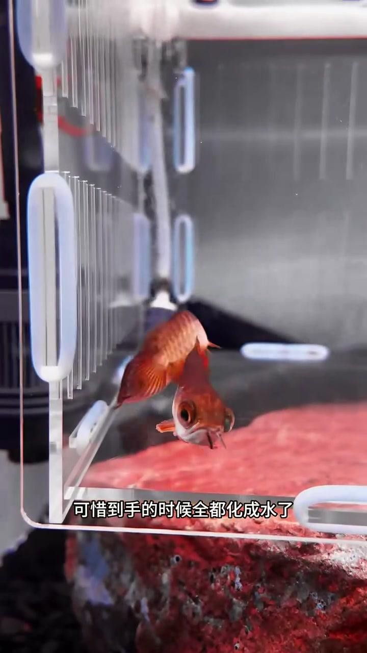 龍魚魚苗圖片欣賞視頻
