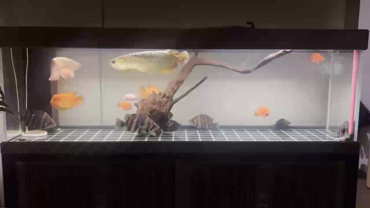 日常干架 日常干架 龍魚論壇