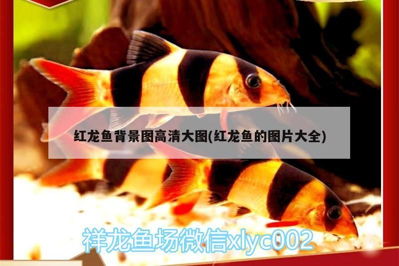 中堂裝飾建材城，新樂全自動滾筒洗衣機怎么直接脫水