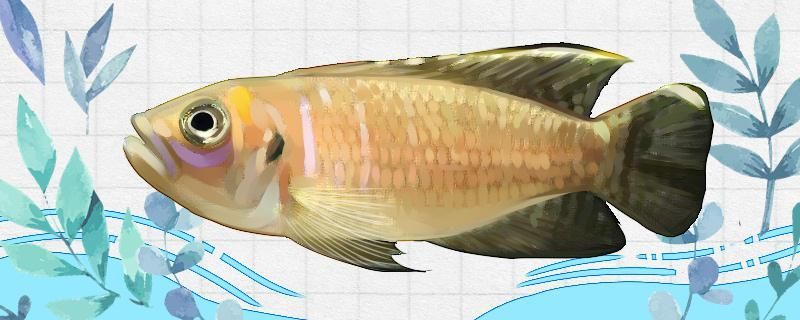 龍魚趴缸在水底不動(dòng)怎么辦呢(金龍魚趴缸了怎么辦水溫正常最近也沒換水啊) 觀賞魚百科 第1張 龍魚趴缸在水底不動(dòng)怎么辦呢(金龍魚趴缸了怎么辦水溫正常最近也沒換水啊) 龍魚趴缸在水底不動(dòng)怎么辦呢(金龍魚趴缸了怎么辦水溫正常最近也沒換水啊) 觀賞魚百科 第1張