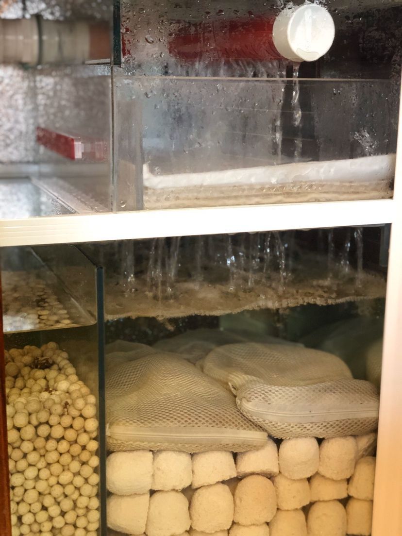龍魚趴缸在水底不動(dòng)怎么辦呢(金龍魚趴缸了怎么辦水溫正常最近也沒換水啊) 觀賞魚百科 第2張 龍魚趴缸在水底不動(dòng)怎么辦呢(金龍魚趴缸了怎么辦水溫正常最近也沒換水啊) 龍魚趴缸在水底不動(dòng)怎么辦呢(金龍魚趴缸了怎么辦水溫正常最近也沒換水啊) 觀賞魚百科 第2張