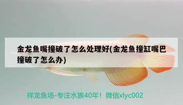 金龍魚嘴撞破了怎么處理好(金龍魚撞缸嘴巴撞破了怎么辦) 金龍魚嘴撞破了怎么處理好(金龍魚撞缸嘴巴撞破了怎么辦) 觀賞魚百科