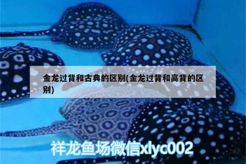 金龍過背和古典的區別(金龍過背和高背的區別) 金龍過背和古典的區別(金龍過背和高背的區別) 觀賞魚百科
