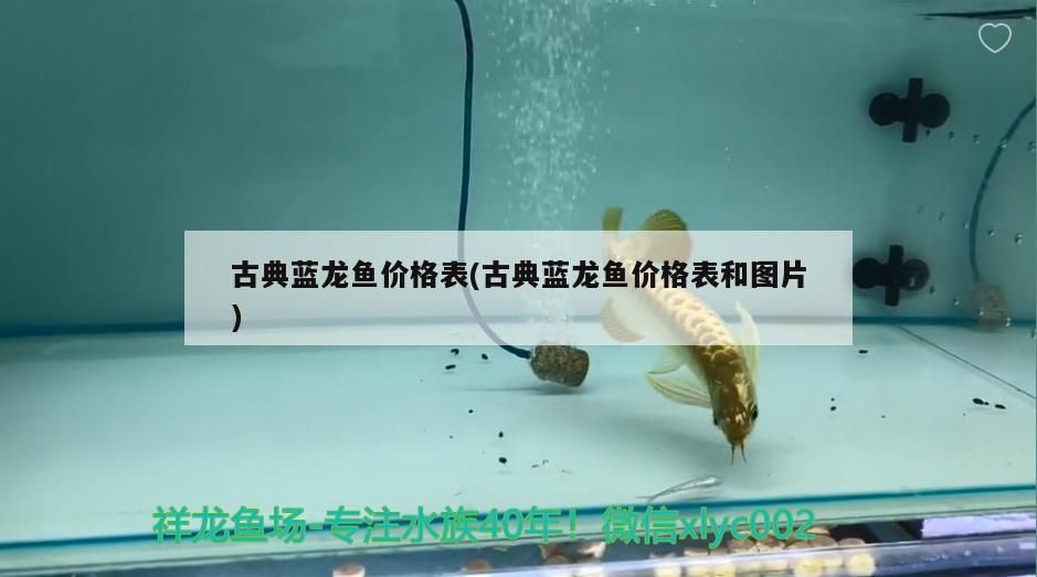 古典藍龍魚價格表(古典藍龍魚價格表和圖片)