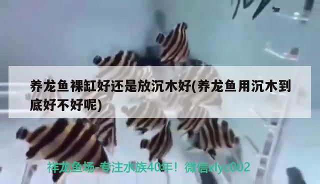 養(yǎng)龍魚裸缸好還是放沉木好(養(yǎng)龍魚用沉木到底好不好呢) 養(yǎng)龍魚裸缸好還是放沉木好(養(yǎng)龍魚用沉木到底好不好呢) 觀賞魚百科