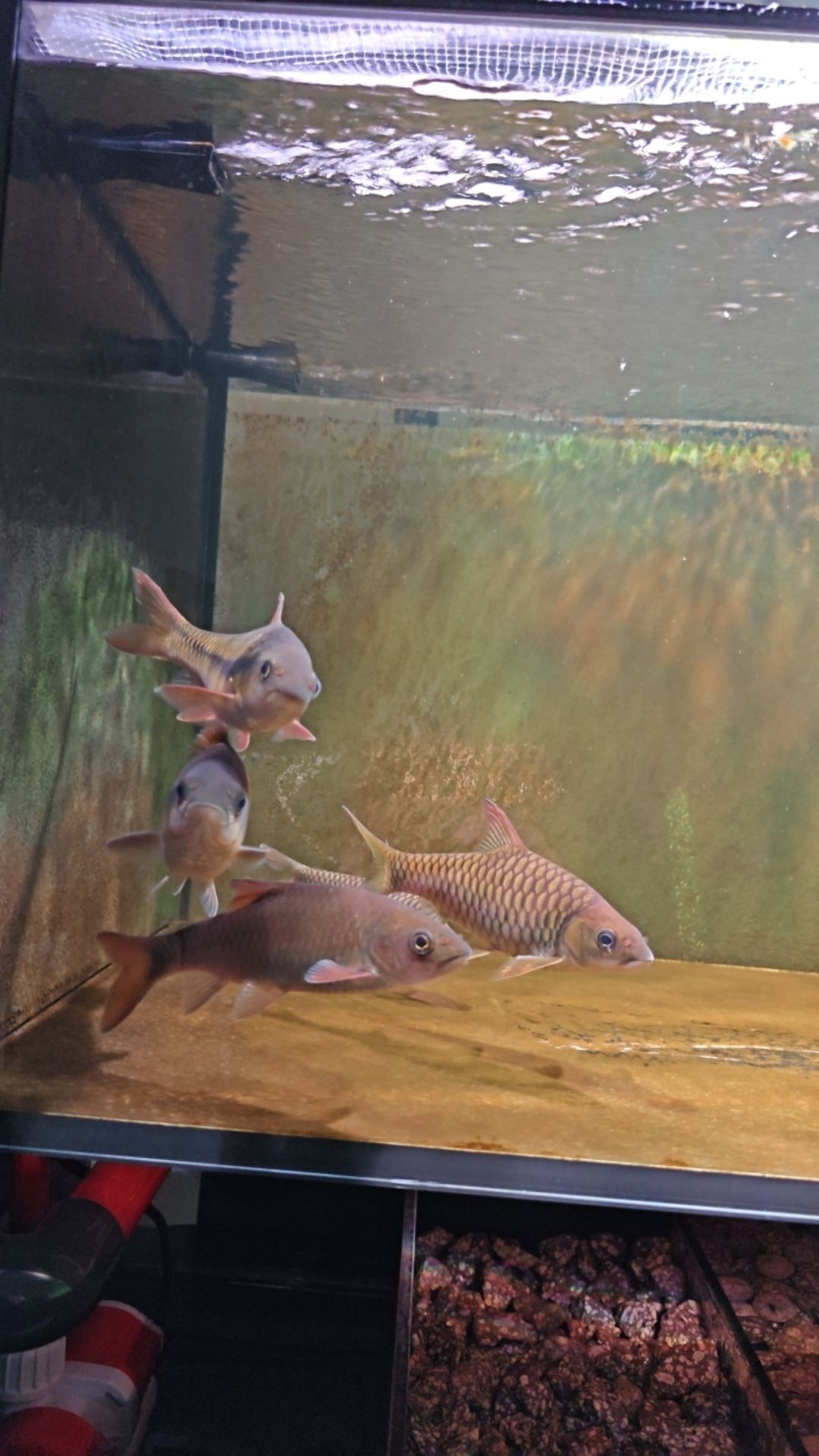 神灣鎮(zhèn)龍魚水龍魚水族店在哪里出售，龍魚水族店在哪里出售，灣青龍魚、紅龍魚、灣青龍魚、灣鎮(zhèn)龍魚、灣青龍魚、灣青龍魚
