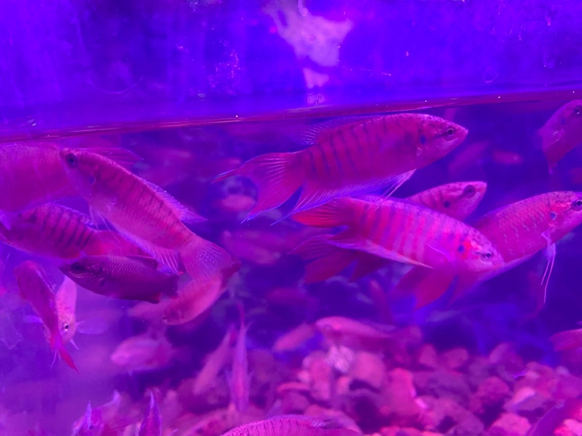 原生態斗魚