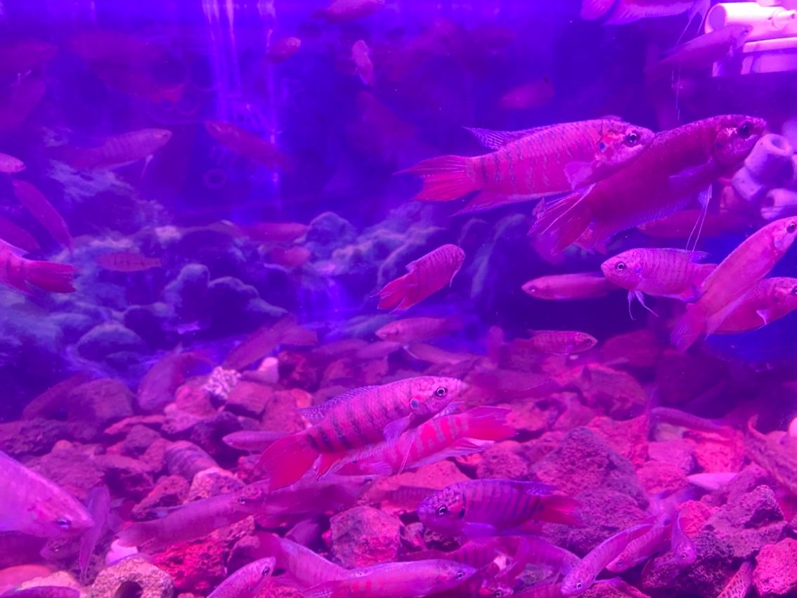 原生態斗魚