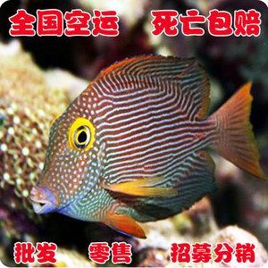 觀賞魚批發(fā)價(jià)多少錢一條（觀賞魚價(jià)格大致批發(fā)價(jià)格為0.60元人民幣一條） 觀賞魚批發(fā)價(jià)多少錢一條（觀賞魚價(jià)格大致批發(fā)價(jià)格為0.60元人民幣一條） 觀賞魚百科 第3張