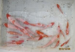 觀賞魚批發(fā)價(jià)多少錢一條（觀賞魚價(jià)格大致批發(fā)價(jià)格為0.60元人民幣一條） 觀賞魚批發(fā)價(jià)多少錢一條（觀賞魚價(jià)格大致批發(fā)價(jià)格為0.60元人民幣一條） 觀賞魚百科 第1張