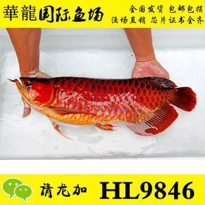 觀賞魚批發(fā)價(jià)多少錢一條（觀賞魚價(jià)格大致批發(fā)價(jià)格為0.60元人民幣一條） 觀賞魚批發(fā)價(jià)多少錢一條（觀賞魚價(jià)格大致批發(fā)價(jià)格為0.60元人民幣一條） 觀賞魚百科 第4張