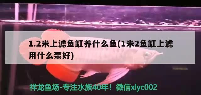 1.2米上濾魚缸養(yǎng)什么魚(1米2魚缸上濾用什么泵好) 1.2米上濾魚缸養(yǎng)什么魚(1米2魚缸上濾用什么泵好) 觀賞魚百科
