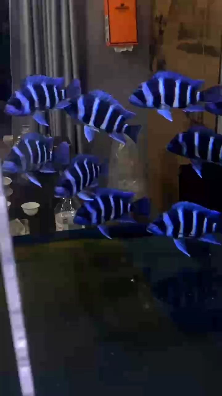 我的虎魚真菌感染了要怎么處理 記錄透缸的日常 龍魚論壇 記錄透缸的日常 記錄透缸的日常 龍魚論壇