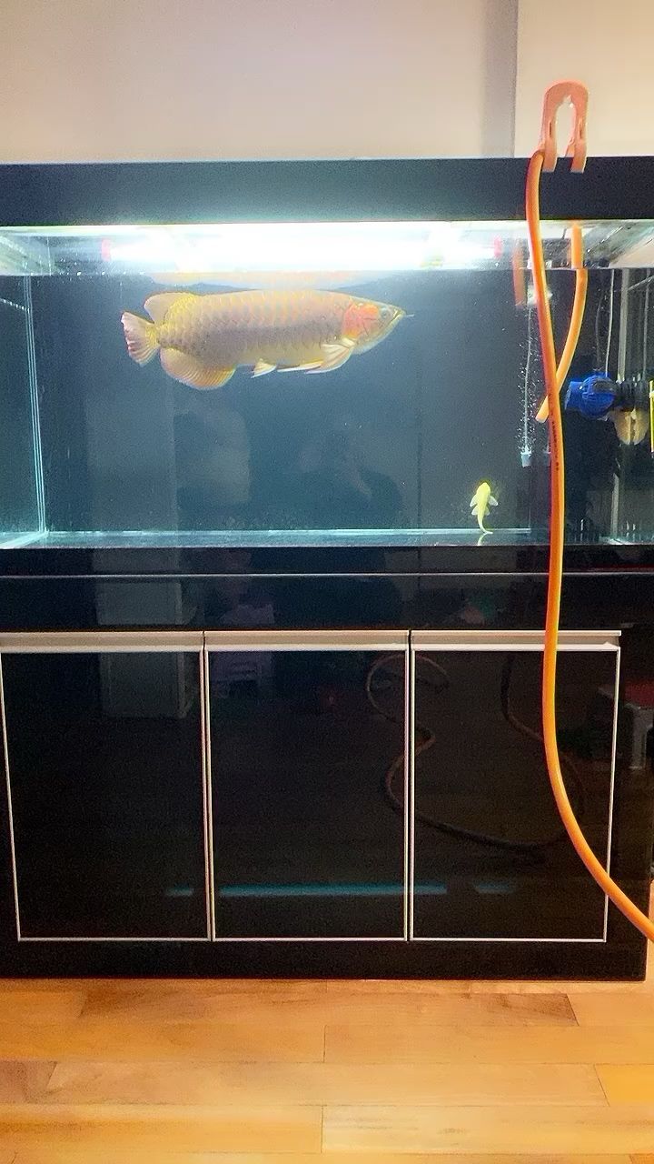 迪慶藏族自治州龍魚養殖基地在哪里（迪慶藏族自治州龍魚養殖基地在哪里呀） 迪慶藏族自治州龍魚養殖基地在哪里（迪慶藏族自治州龍魚養殖基地在哪里呀） 觀賞魚百科