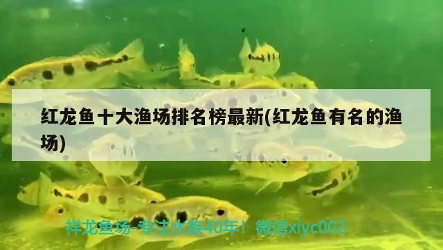 紅龍魚十大漁場排名榜最新(紅龍魚有名的漁場)