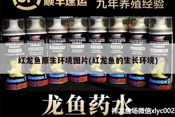 紅龍魚原生環境圖片(紅龍魚的生長環境)