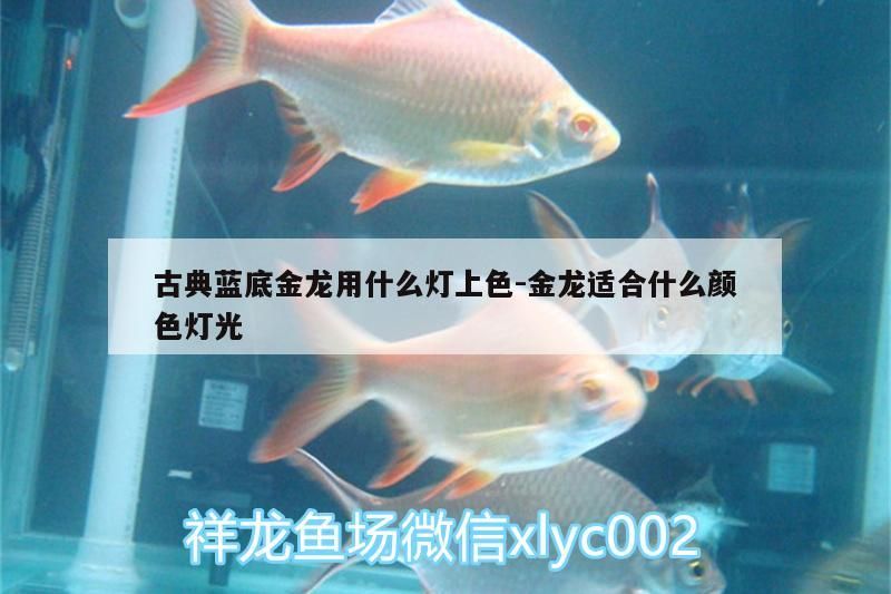水族燈 古典藍底金龍用什么燈上色:金龍適合什么顏色燈光 觀賞魚百科 古典藍底金龍用什么燈上色:金龍適合什么顏色燈光 古典藍底金龍用什么燈上色:金龍適合什么顏色燈光 觀賞魚百科