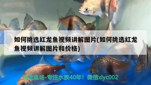 如何挑選紅龍魚視頻講解圖片(如何挑選紅龍魚視頻講解圖片和價格)