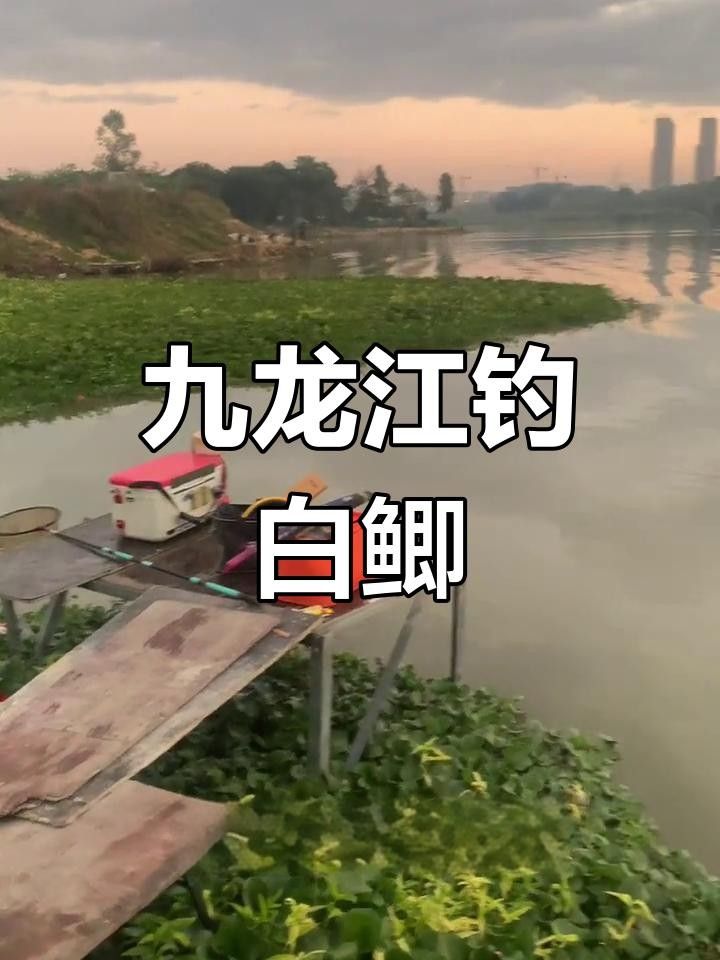 九龍江魚類大全