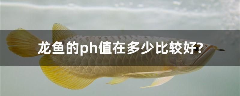 龍魚的ph值在多少比較好？