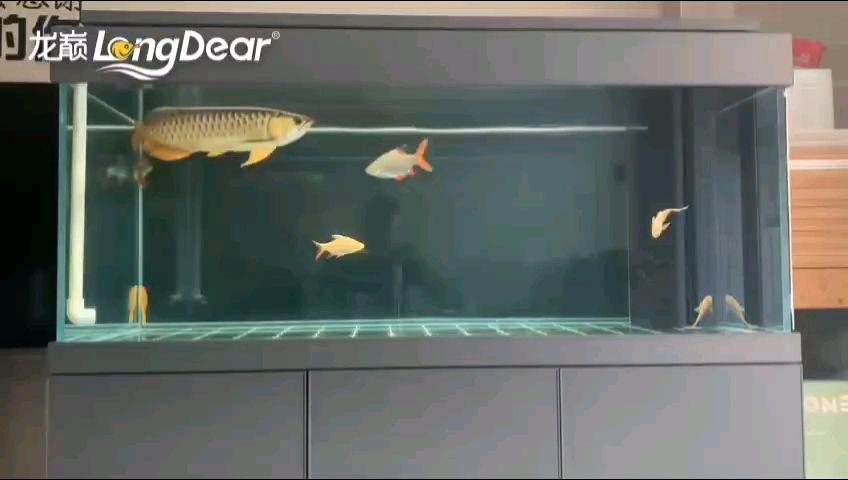 轉發940 轉發940 龍魚論壇