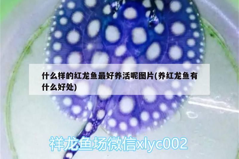 什么樣的紅龍魚最好養活呢圖片(養紅龍魚有什么好處)