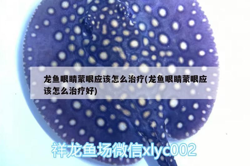 龍魚眼睛蒙眼應該怎么治療(龍魚眼睛蒙眼應該怎么治療好) 龍魚眼睛蒙眼應該怎么治療(龍魚眼睛蒙眼應該怎么治療好) 觀賞魚百科