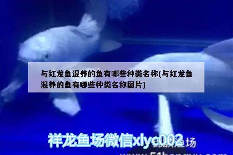 與紅龍魚混養的魚有哪些種類名稱(與紅龍魚混養的魚有哪些種類名稱圖片)