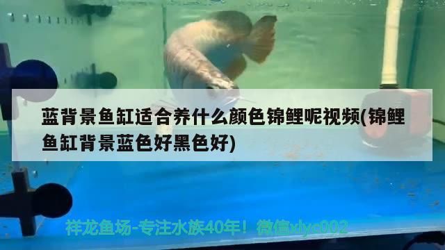 藍背景魚缸適合養(yǎng)什么顏色錦鯉呢視頻(錦鯉魚缸背景藍色好黑色好) 藍背景魚缸適合養(yǎng)什么顏色錦鯉呢視頻(錦鯉魚缸背景藍色好黑色好) 觀賞魚百科