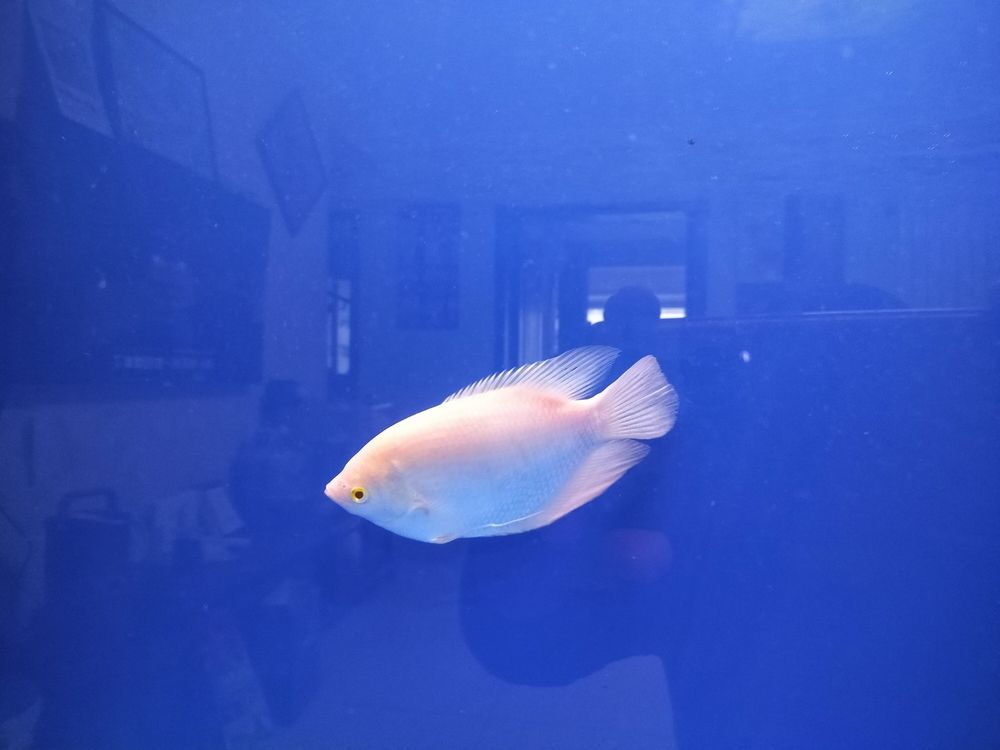 今天請了一條招采