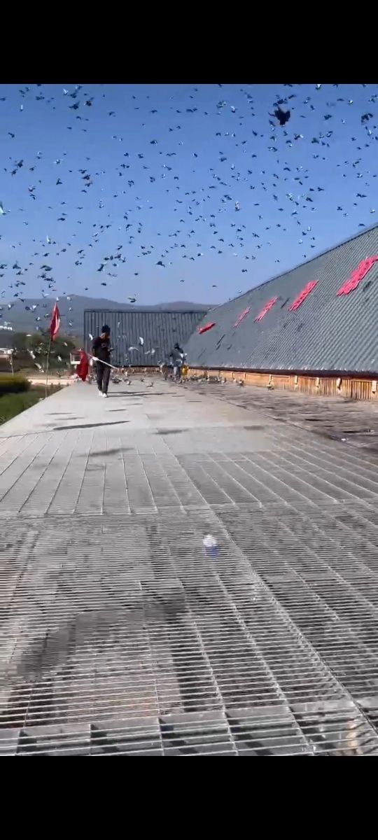 渭源龍魚