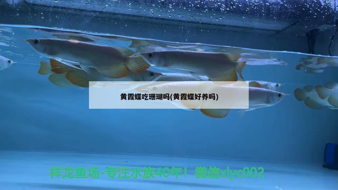 黃霞蝶吃珊瑚嗎(黃霞蝶好養嗎)