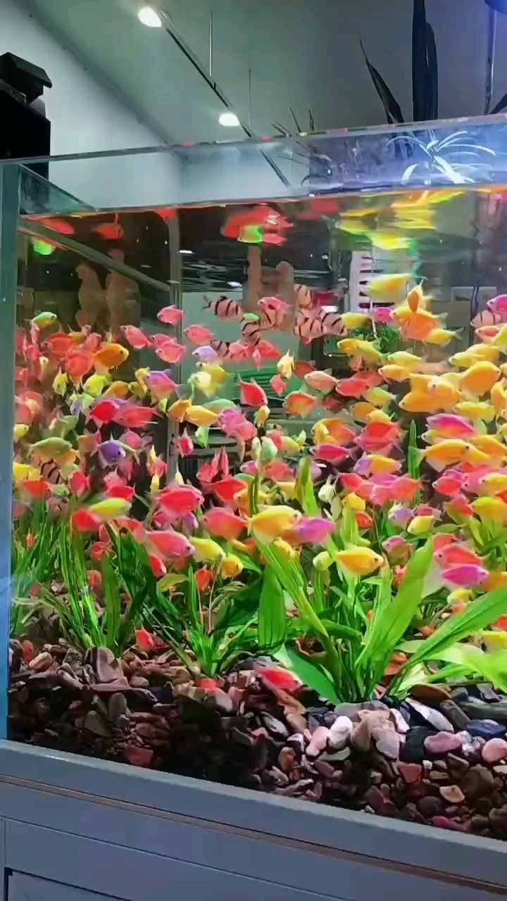 -顏值百搭：有 7 色，紅色，綠色，藍(lán)色，紫色，黃色，白色，虎皮色。等多樣花色，適配溪流缸、草缸、裸缸等各類造景，無論是單獨(dú)飼養(yǎng)還是群養(yǎng)，都極具觀賞性。