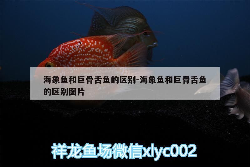 魚(yú)缸過(guò)濾器選購(gòu)指南:自制魚(yú)缸過(guò)濾器魚(yú)缸上置過(guò)濾器對(duì)于養(yǎng)魚(yú)愛(ài)好者的必備知識(shí) 海象魚(yú)和巨骨舌魚(yú)的區(qū)別:海象魚(yú)和巨骨舌魚(yú)的區(qū)別圖片 觀賞魚(yú)百科 海象魚(yú)和巨骨舌魚(yú)的區(qū)別:海象魚(yú)和巨骨舌魚(yú)的區(qū)別圖片 海象魚(yú)和巨骨舌魚(yú)的區(qū)別:海象魚(yú)和巨骨舌魚(yú)的區(qū)別圖片 觀賞魚(yú)百科