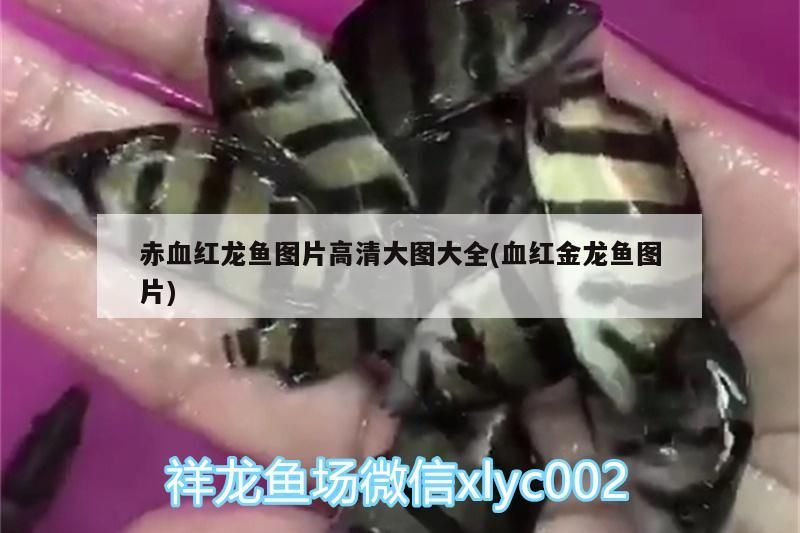 赤血紅龍魚圖片高清大圖大全(血紅金龍魚圖片) 赤血紅龍魚圖片高清大圖大全(血紅金龍魚圖片) 觀賞魚百科