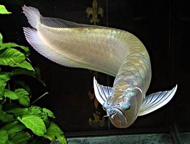 白金龍 白金龍 觀賞魚百科 第4張