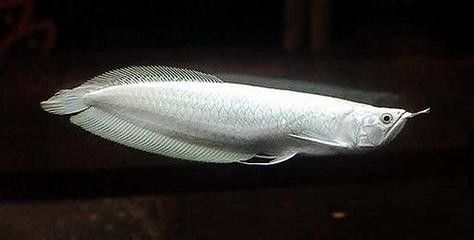 白金龍 白金龍 觀賞魚百科 第7張
