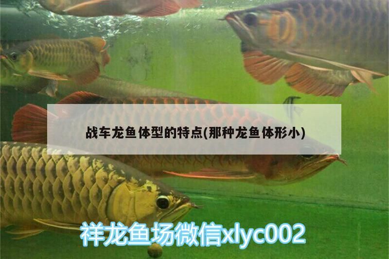 戰車龍魚體型的特點(那種龍魚體形小)