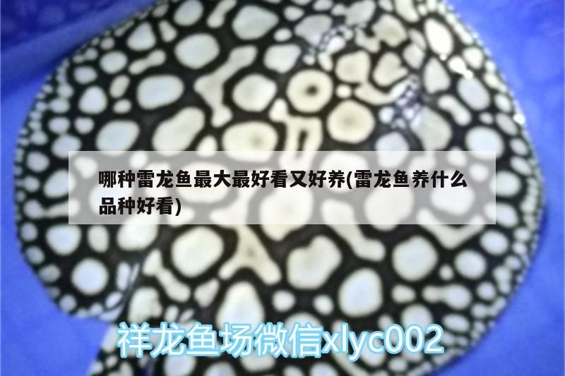 哪種雷龍魚(yú)最大最好看又好養(yǎng)(雷龍魚(yú)養(yǎng)什么品種好看)