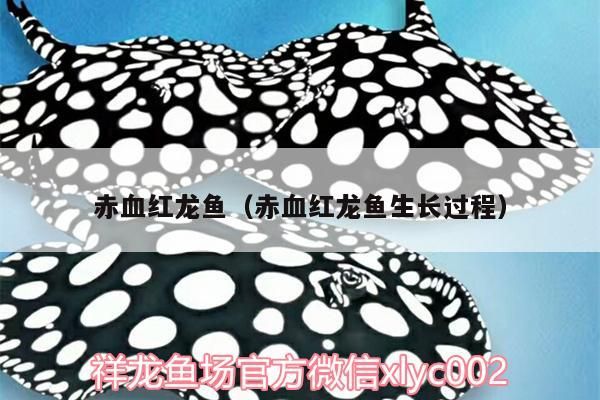 赤血紅龍魚（赤血紅龍魚生長過程）