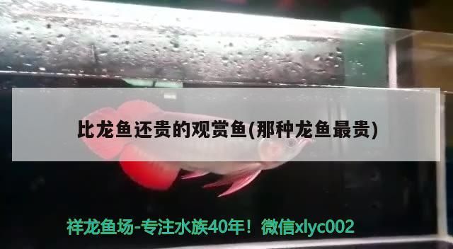 龍魚鰓被打破了怎么辦(請問銀龍魚掉鱗片怎么辦) 觀賞魚百科 第2張 龍魚鰓被打破了怎么辦(請問銀龍魚掉鱗片怎么辦) 龍魚鰓被打破了怎么辦(請問銀龍魚掉鱗片怎么辦) 觀賞魚百科 第2張
