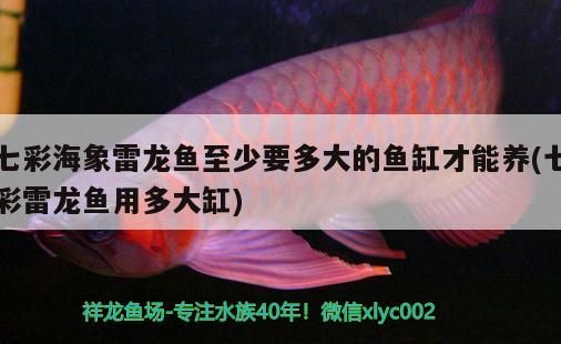 七彩海象雷龍魚至少要多大的魚缸才能養(七彩雷龍魚用多大缸)