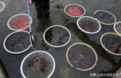 揚州觀賞魚批發:揚州市區附近哪有賣寵物的 揚州觀賞魚批發:揚州市區附近哪有賣寵物的 觀賞魚百科